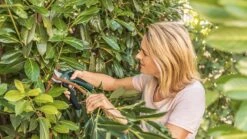 Bosch EasyPrune Accu Snoeischaar - 3.6 V Accu - USB 16 Bosch EasyPrune Accu Snoeischaar - 3.6 V Accu - USB -Tuingereedschaps winkel 1200x675 20