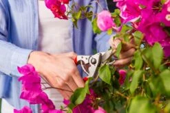 Felco 14 Snoeischaar | Ergonomisch | Voor Kleine Handen -Tuingereedschaps winkel 1200x800 17