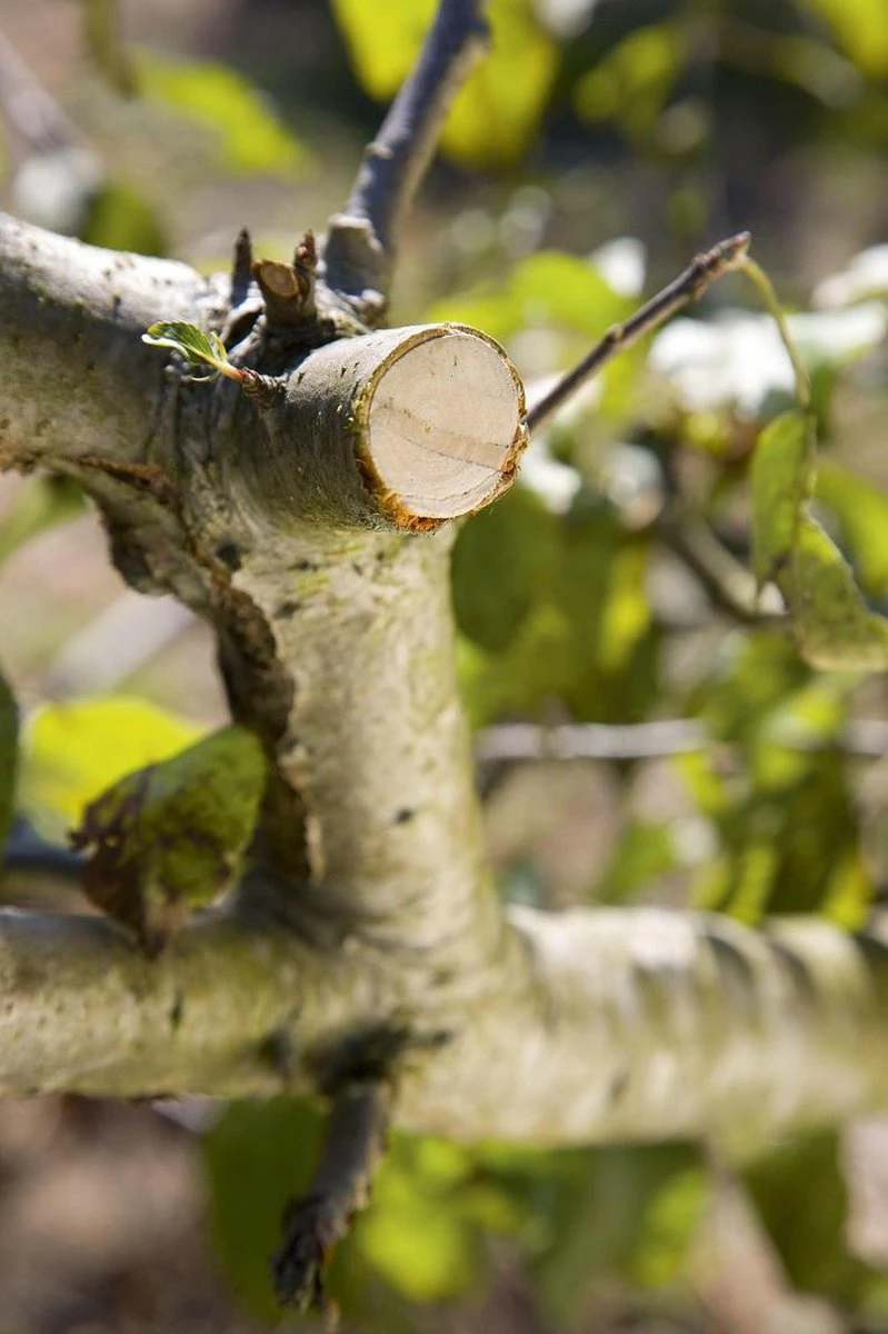 GARDENA - Comfort - Hefboomsnoeischaar Smartcut - Snoeischaar - Takdikte Max. 22 Mm 6 GARDENA - Comfort - Hefboomsnoeischaar Smartcut - Snoeischaar - Takdikte Max. 22 Mm - Afbeelding 4