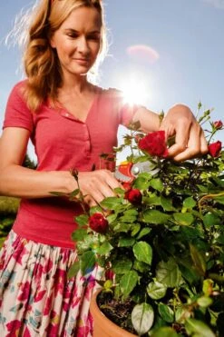 WOLF-Garten Snoeischaar "Premium Plus" RR 4000 - Max. Knipdiameter 22 Mm - Links- En Rechtshandige - Softinleg Handgreep - Snijhoek 30° - Voor Grote Handen - Vervangbare Messen 24 WOLF-Garten Snoeischaar "Premium Plus" RR 4000 - Max. Knipdiameter 22 Mm - Links- En Rechtshandige - Softinleg Handgreep - Snijhoek 30° - Voor Grote Handen - Vervangbare Messen -Tuingereedschaps winkel 799x1200 6